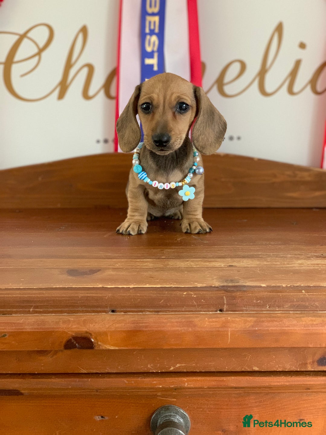 Miniature Dachshund dogs for sale: KC Registered true petite Miniature Dachshunds - Image 1