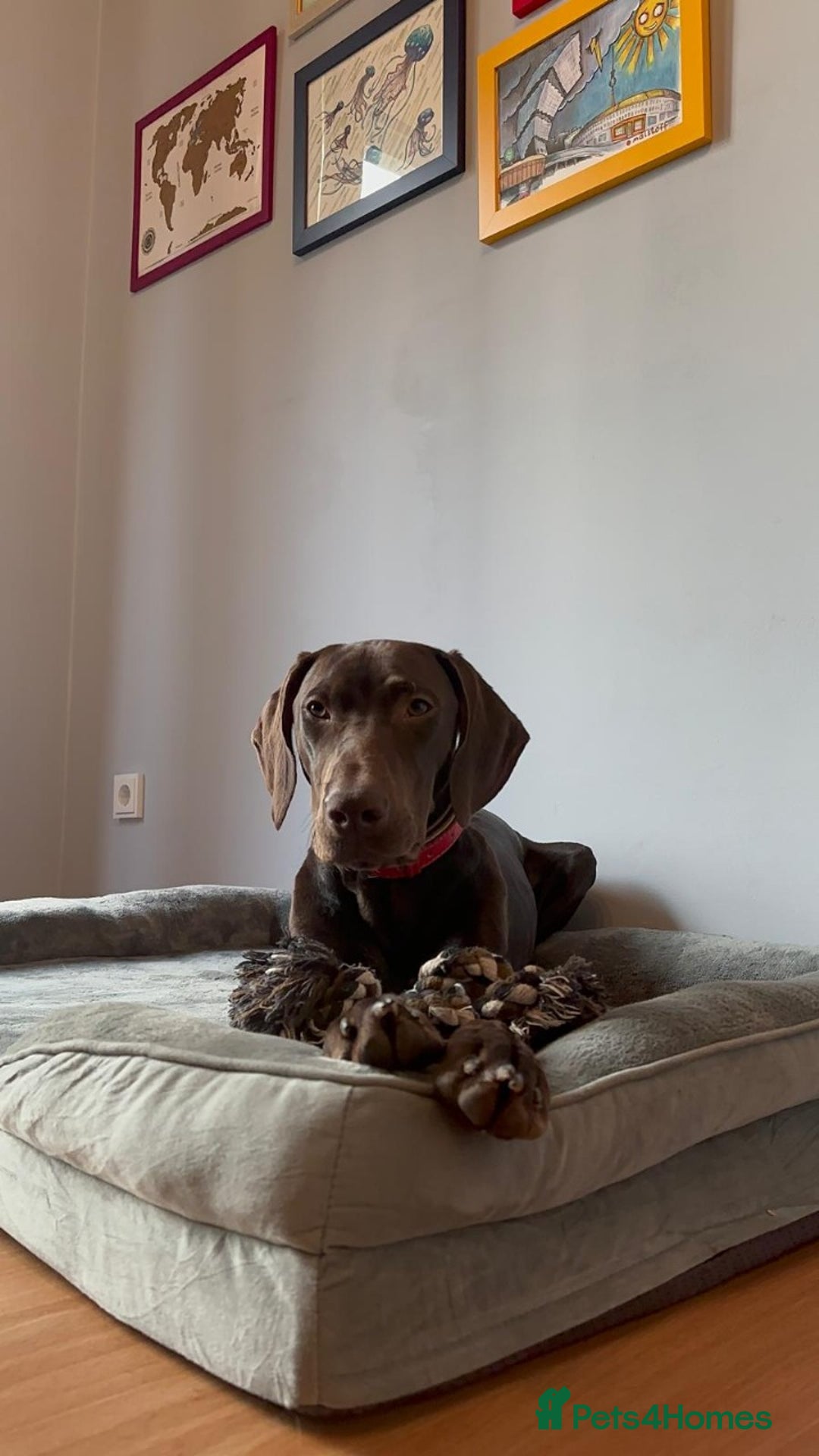 Hungarian Vizsla dogs for sale: Hungarian vizsla  pups top quality bloodlines  - Image 16