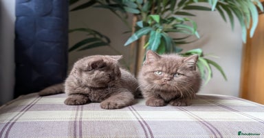 British Shorthair cats - Advert 3
