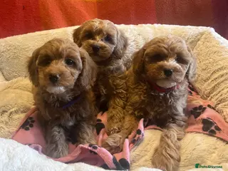 Cavapoochon dogs Cavapoochon p - Advert 13