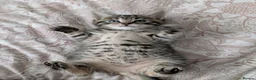 Bengal cats for sale: Bengal kittens Ready to leave now  - Advert 9