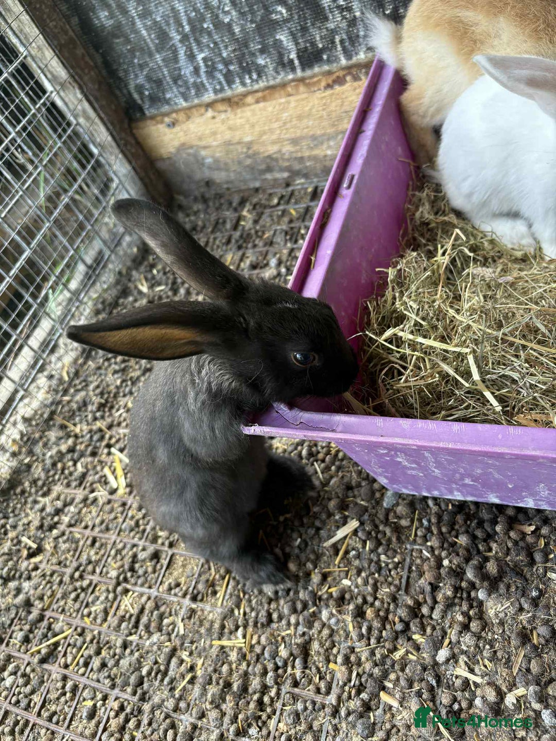 New Zealand rabbits for sale: 8 week old New Zealand Rabbits for sale - Image 2