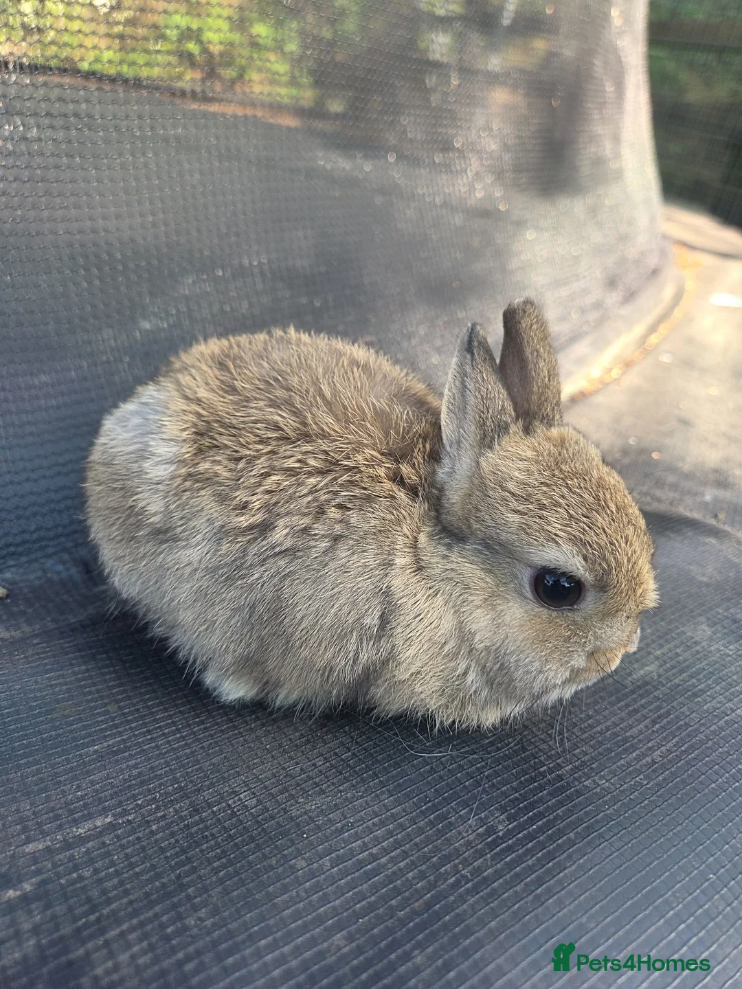 Netherland Dwarf rabbits for sale: Netherland Dwarf Agouti - Advert 8