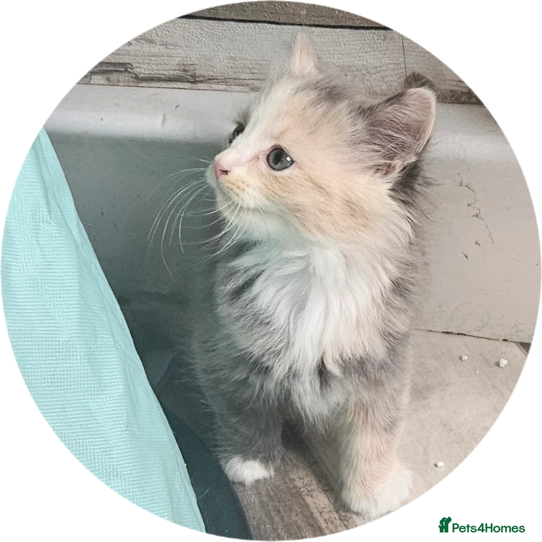 Mixed Breed cats for sale: Rare Diluted Kittens Ready For Their Forver Homes - Advert 2