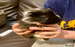 Guinea Pig rodents for sale: Young male Guineas - Image 8