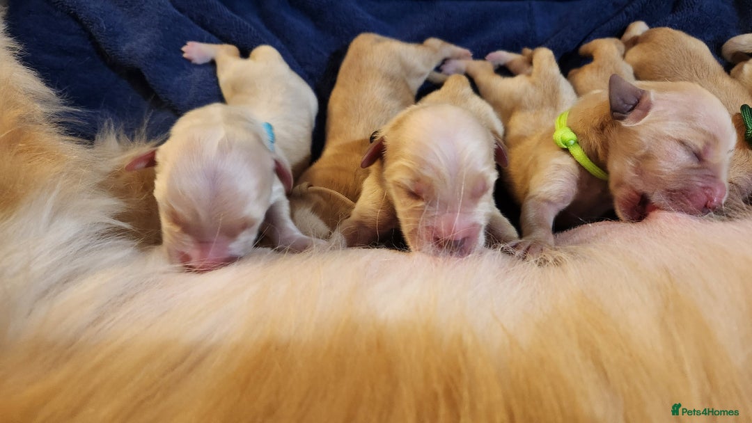 Golden Retriever dogs for sale: Golden Retriever Pups for Sale will be Ready Soon - Image 4