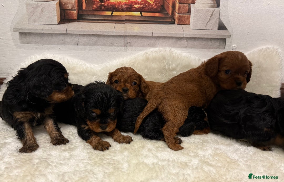 Cavalier King Charles Spaniel dogs for sale: KC King Charles Cavalier Puppies for sale  - Advert 19