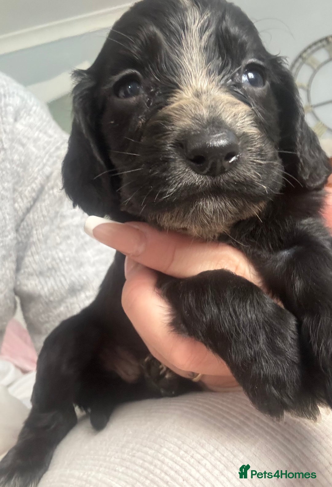 Cocker Spaniel dogs for sale: Cocker spaniels  - Image 22