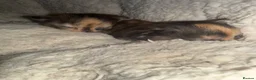 Siberian cats for sale: Siberian and sphynx - Advert 4
