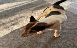 Fox Terrier dogs for adoption: Sweet Mizzo looking for LOVE - Image 21