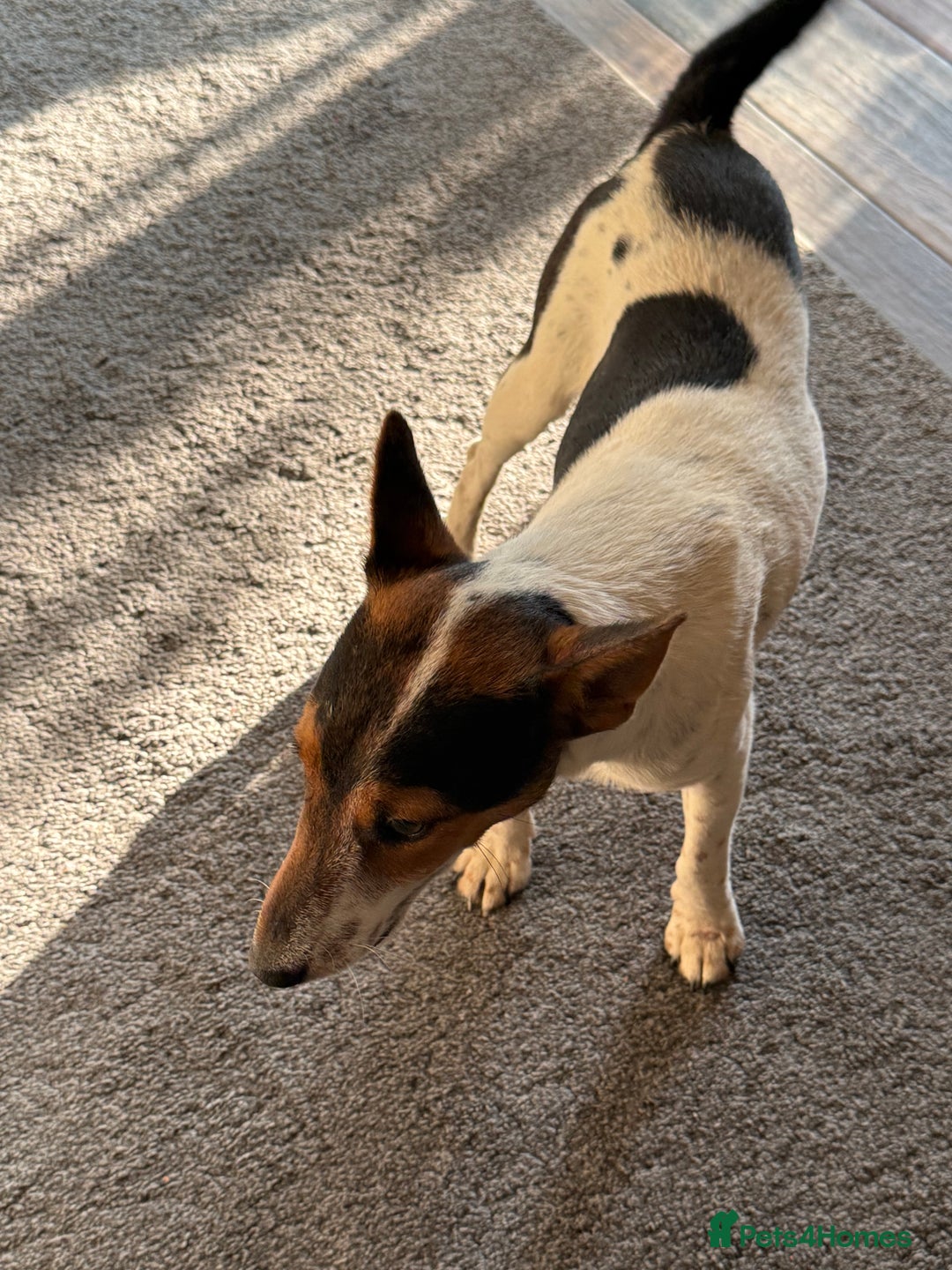 Fox Terrier dogs for adoption: Sweet Mizzo looking for LOVE - Image 21