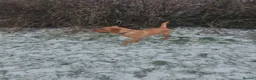Labrador Retriever dogs for sale: Stunning Fox Red Labrador – 14 Months Old in Leigh - Advert 5