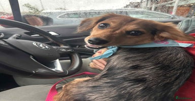 Mixed Breed dogs - Advert 10
