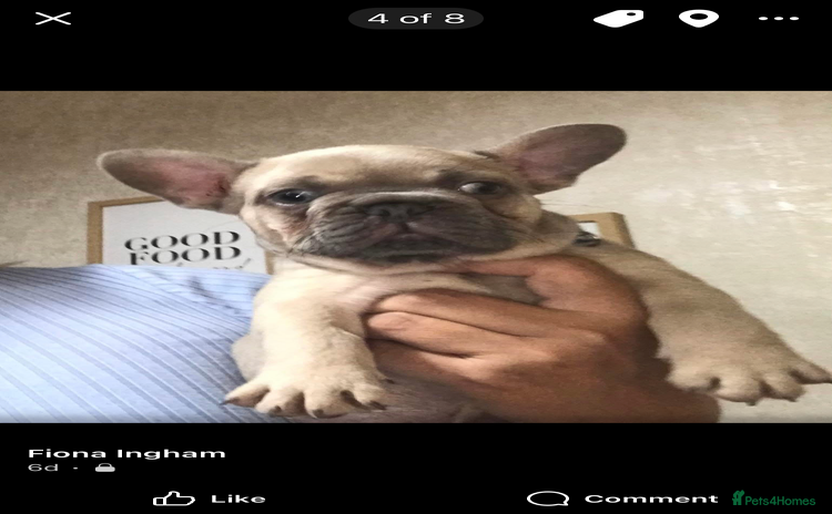 French Bulldog dogs - Advert 2