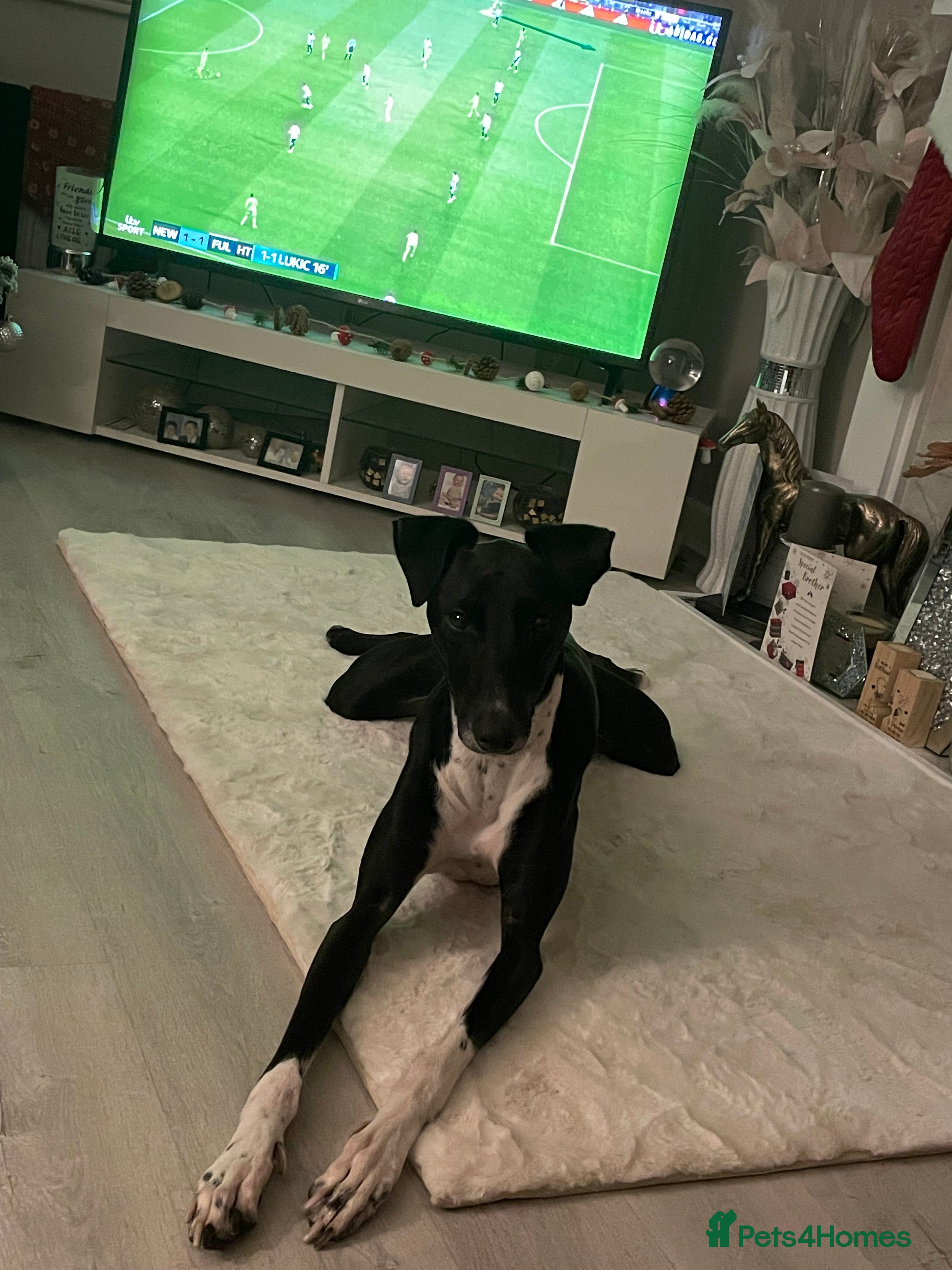 Greyhound dogs Greyhound stud  - Advert 3