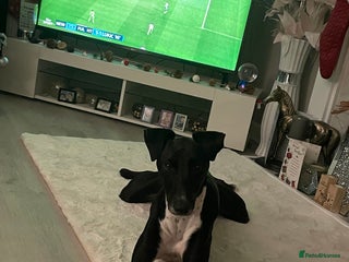 Greyhound dogs Greyhound stud - Advert 3