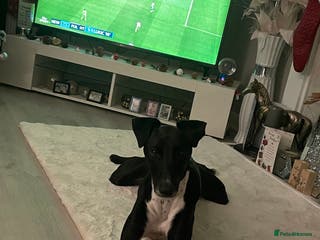 Greyhound dogs Greyhound stud - Advert 1