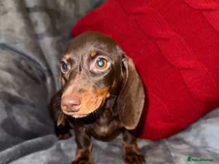 Miniature Dachshund dogs 🩷💙Stunning KC Mini Dachshund Puppies💙 - Advert 14