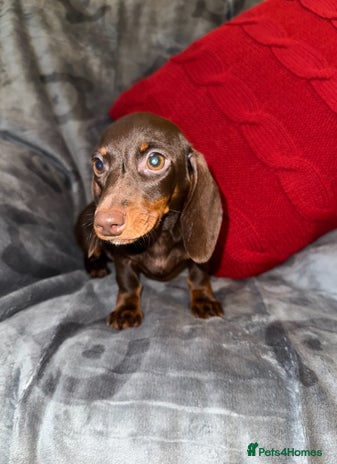 Miniature Dachshund dogs - Advert 16