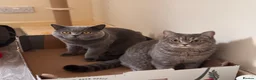 British Shorthair cats for sale: British Shorthair kittens due May 2026 in Glasgow - Advert 2