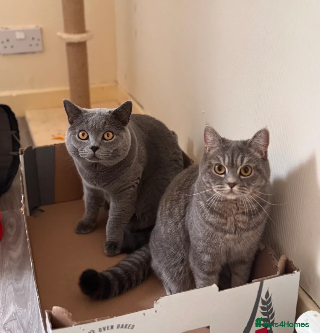 British Shorthair cats for sale: British Shorthair kittens due May 2026 in Glasgow - Advert 2