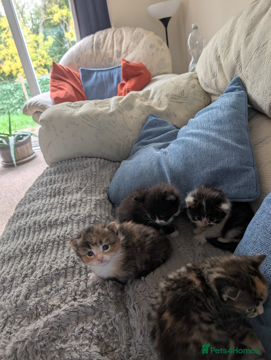 Mixed Breed cats for sale: 4 beautiful kittens for sale  - Image 8