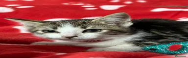 Sasha Tabby white girl