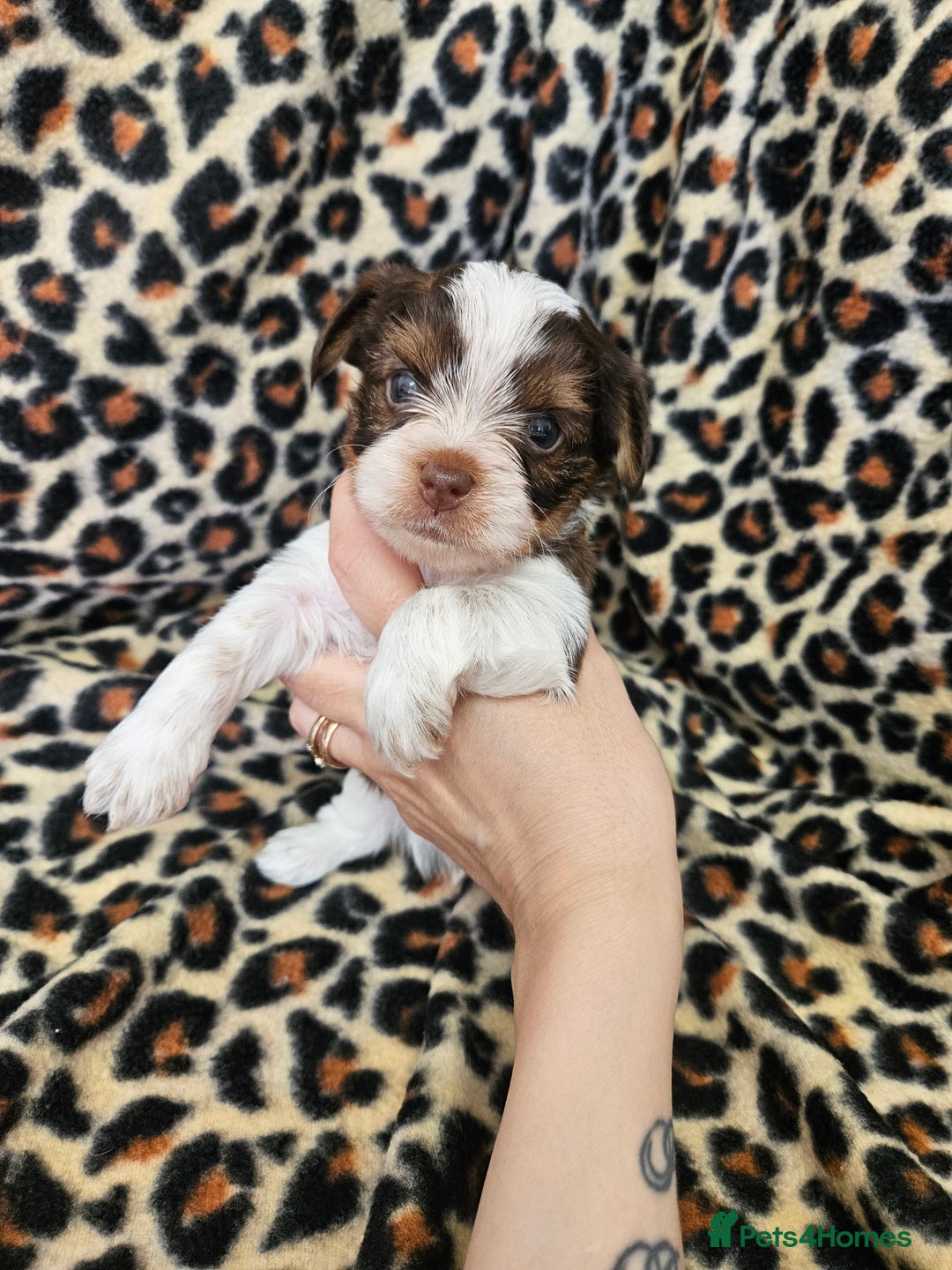 Yorkshire Terrier dogs for sale: 🤎 DNA tested parents 🤎 Yorkie puppies  - Advert 14