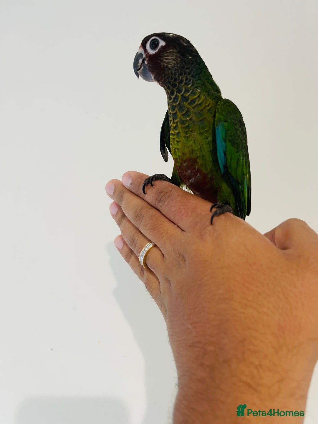 Conures birds for sale: Hand reared conures for sale - Image 15