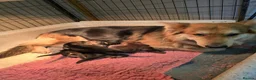 German Shepherd dogs for sale: German Shepherd Puppies Homebred Ready To View Now - Advert 6