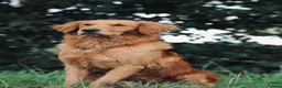 Golden Retriever dogs for sale: ✨Due✨ Health tested, KC working golden retrievers - Advert 10