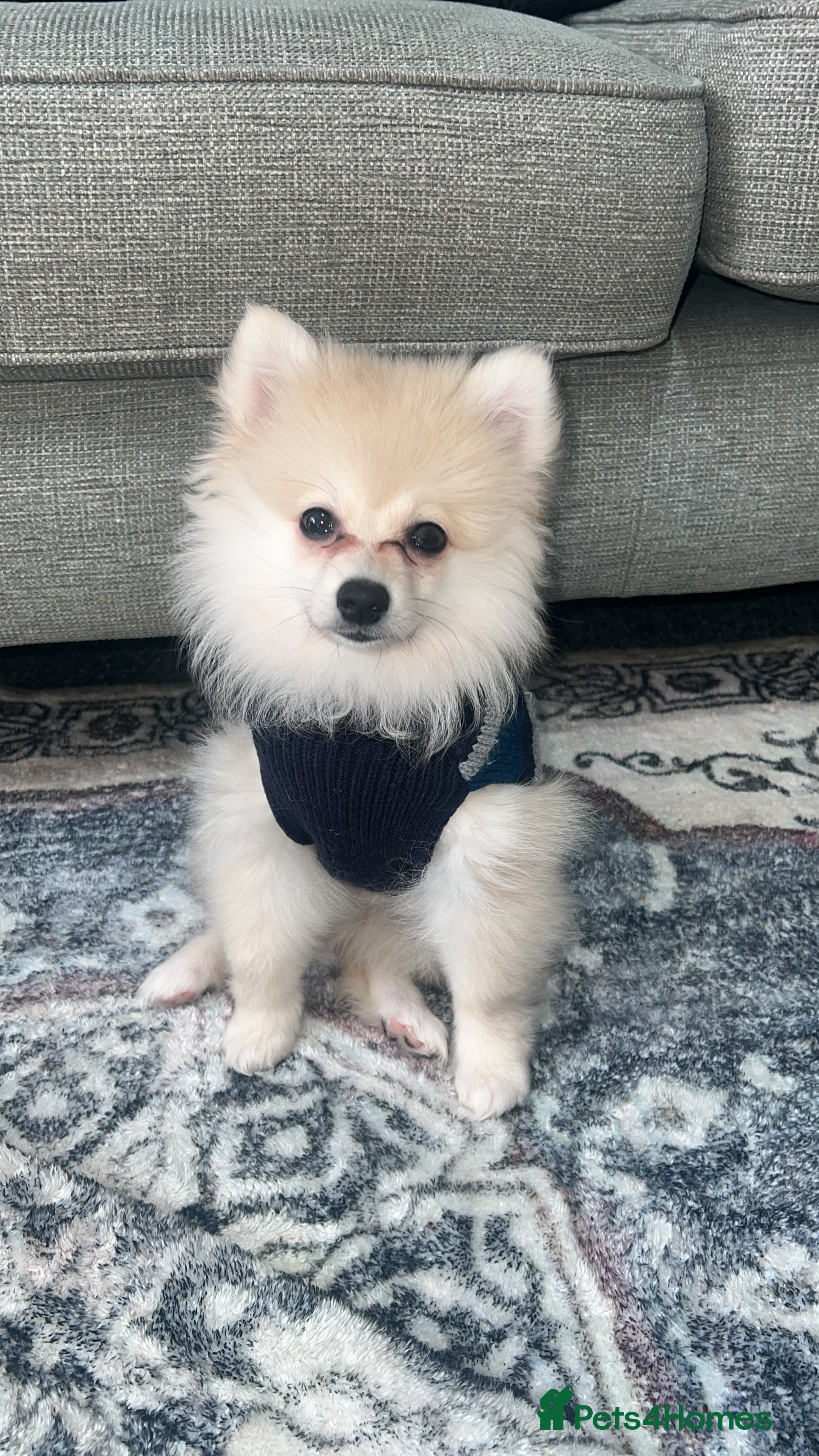 Pomeranian dogs 🐶 Female Pomeranian Puppy for Sale - Advert 16