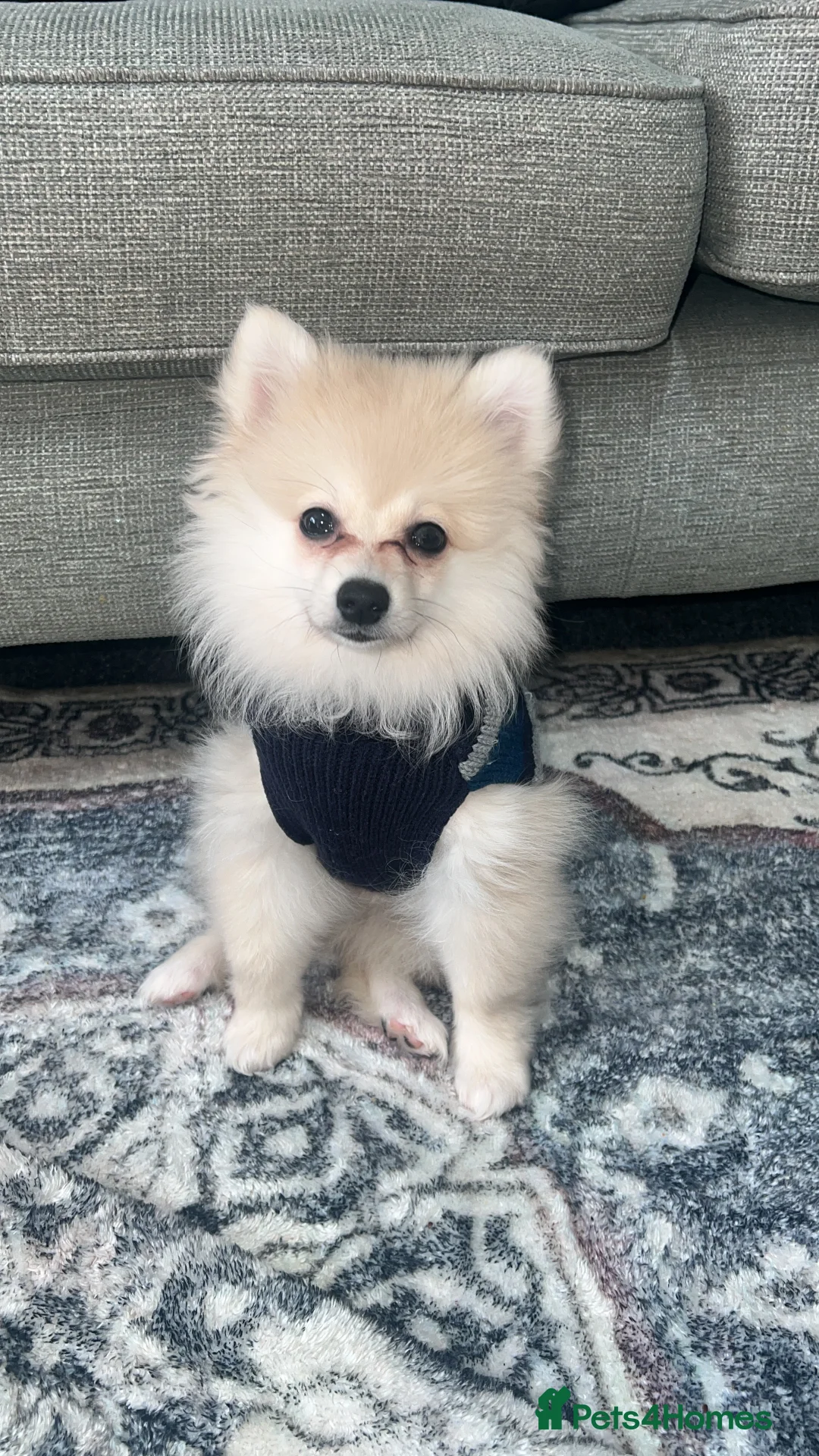 Pomeranian dogs for sale: 🐶 Female Pomeranian Puppy for Sale in London - Advert 1