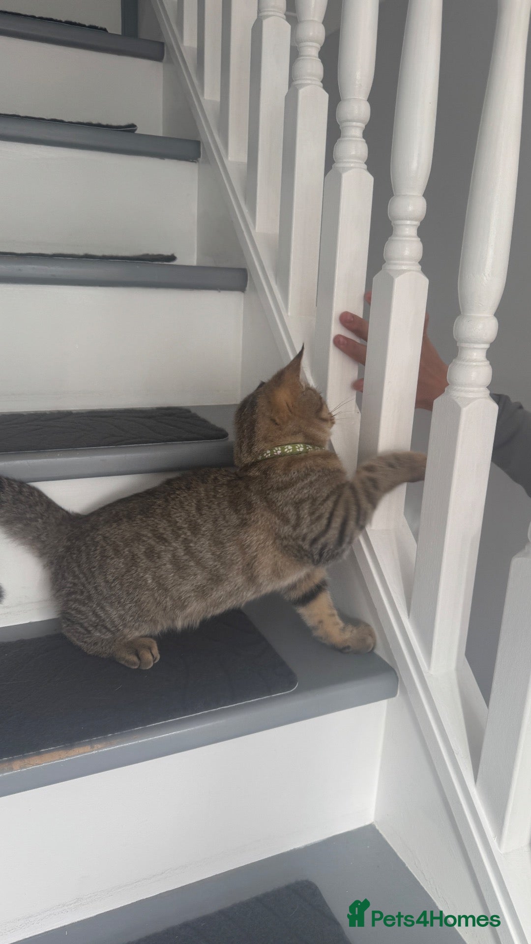 Scottish Fold cats for sale: Playful and fast  - Advert 2