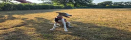 Mixed Breed dogs for adoption: Happy Nova- 5 months old in Basingstoke - Advert 7