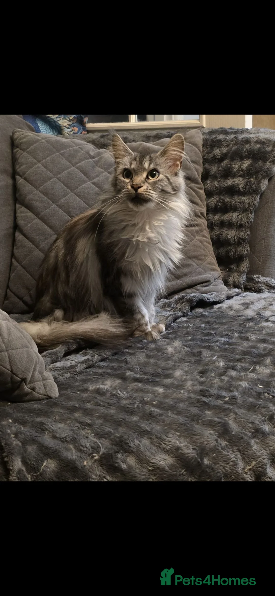 Maine Coon cats for sale: 3 year old Silver Classic Tabby Main Coon - Advert 5
