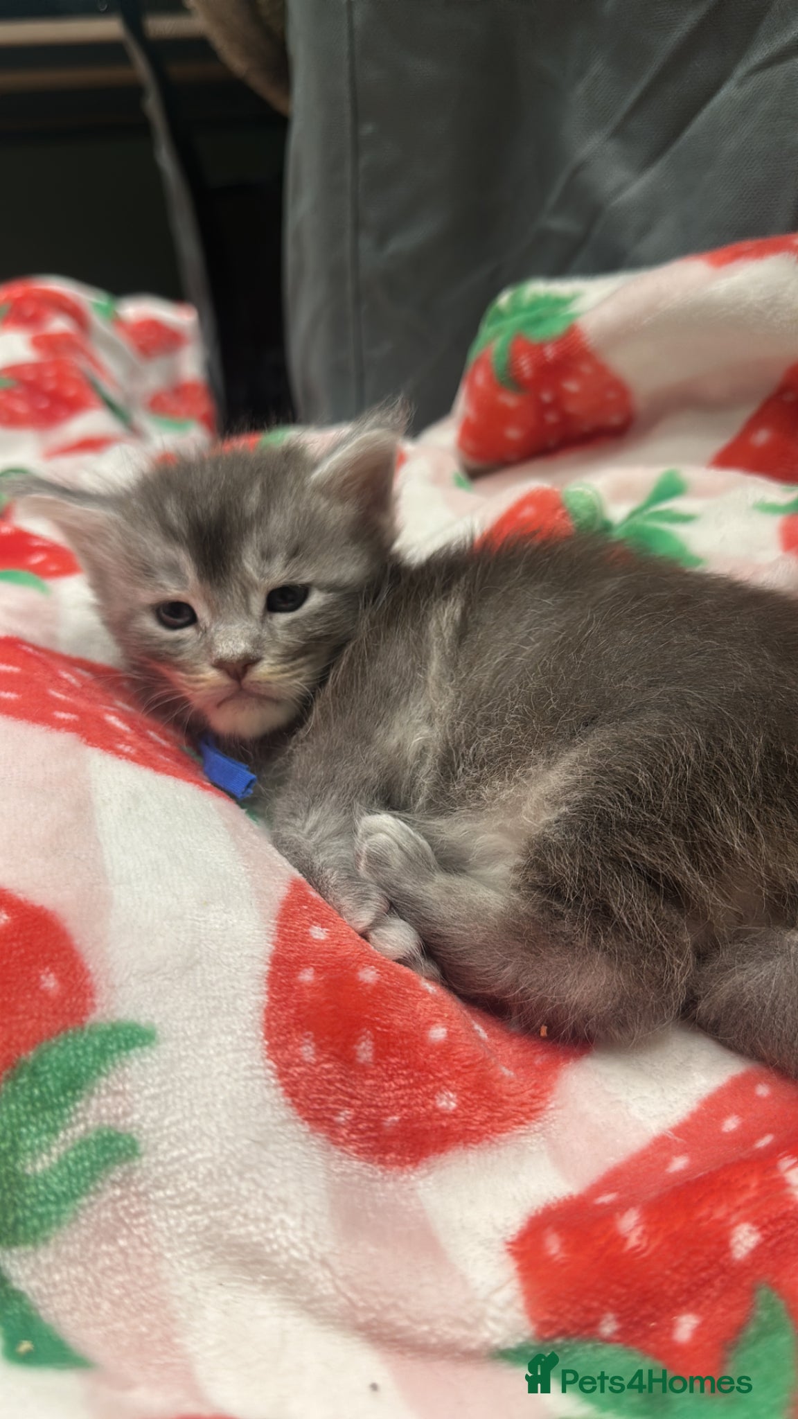 Maine Coon cats for sale: 5 beautiful Maine coon kittens - Advert 36