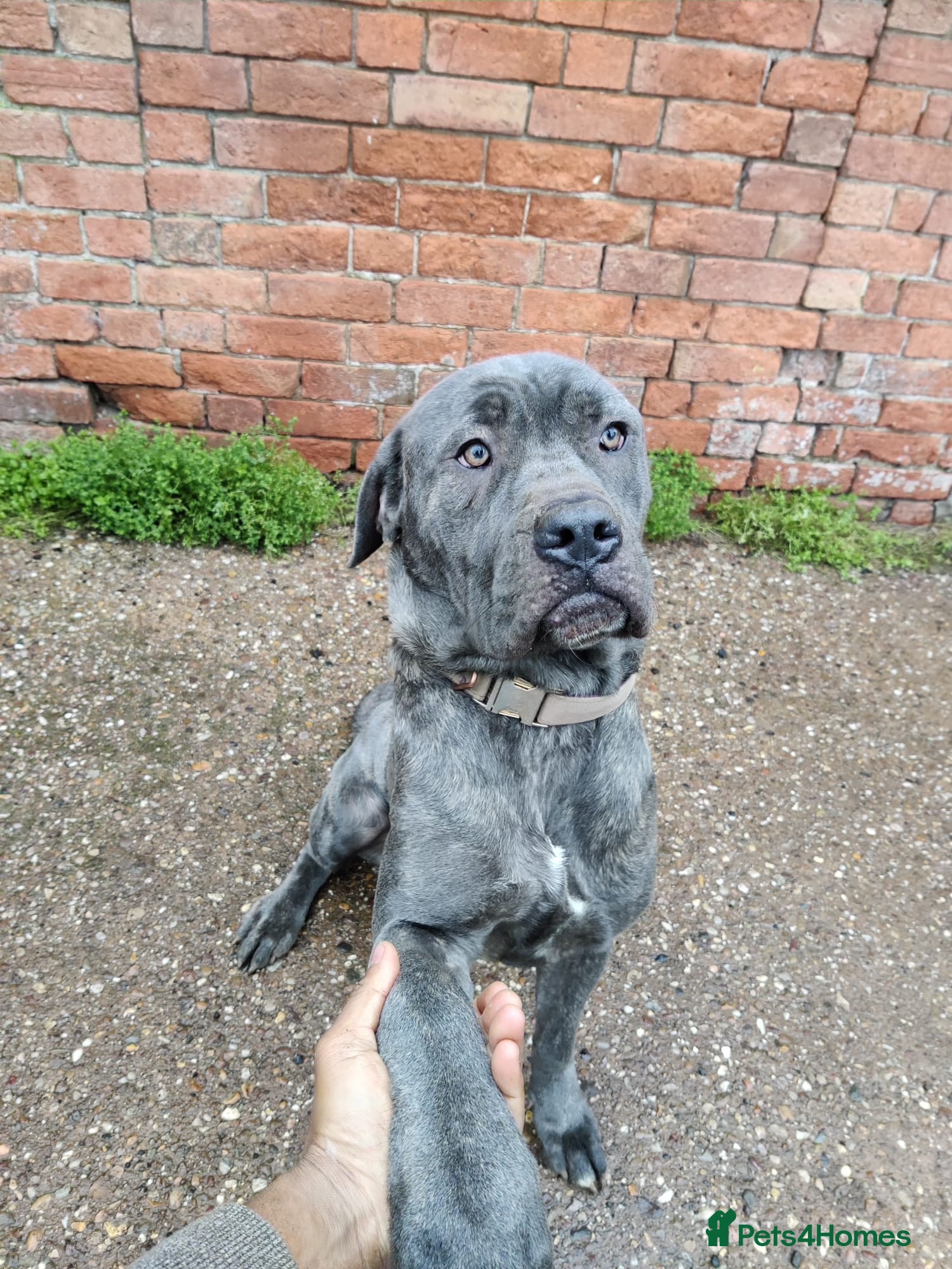 Miniature Poodle dogs Beautiful Cane Corso Female seeking their new home - Advert 9