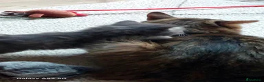 Maine Coon/russian blue Kitten 4