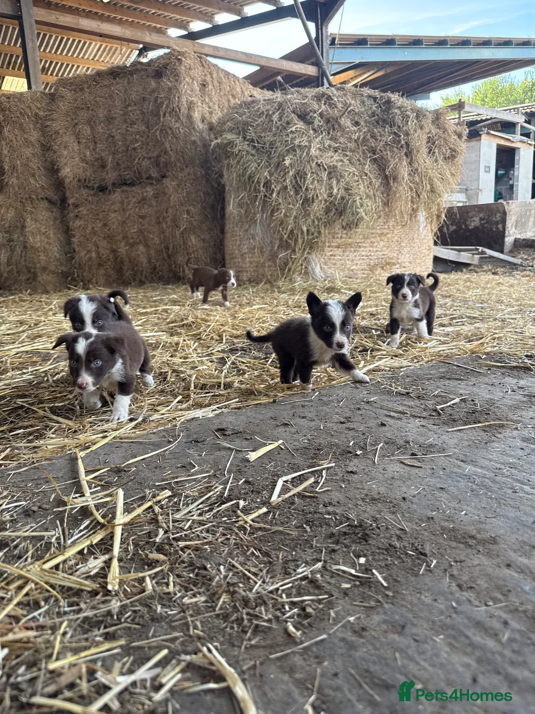 Border Collie dogs for sale: 10 working brown and white border collie pups - Advert 1
