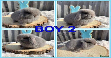 Mini Lop rabbits - Advert 1