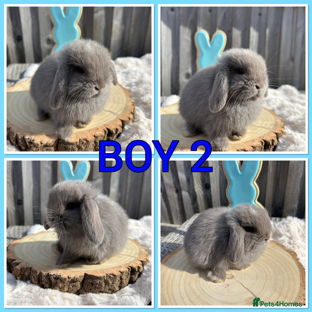 Mini Lop rabbits for sale: PURE MINI LOP BABIES  - Image 3