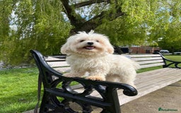 Maltese dogs for stud: Kc Maltese terrier stud in Chelmsford - Image 3