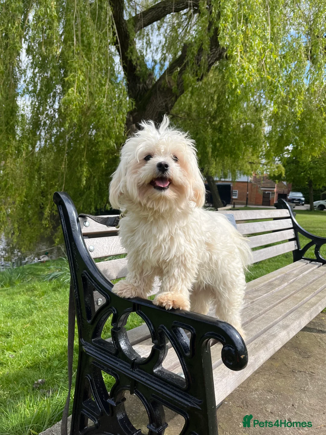 Maltese dogs for stud: Kc Maltese terrier stud in Chelmsford - Advert 3