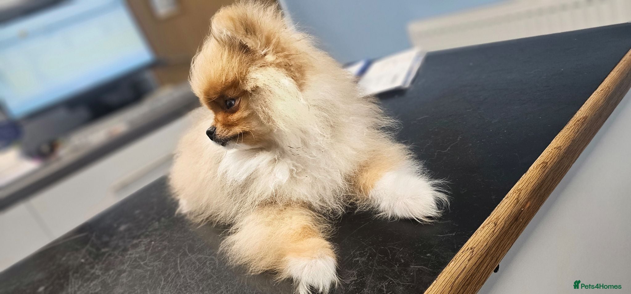 Pomeranian dogs  Super Tiny Orange Sable Boy - Advert 5