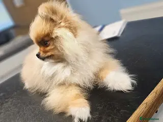 Pomeranian dogs Super Tiny Orange Sable Boy - Advert 5