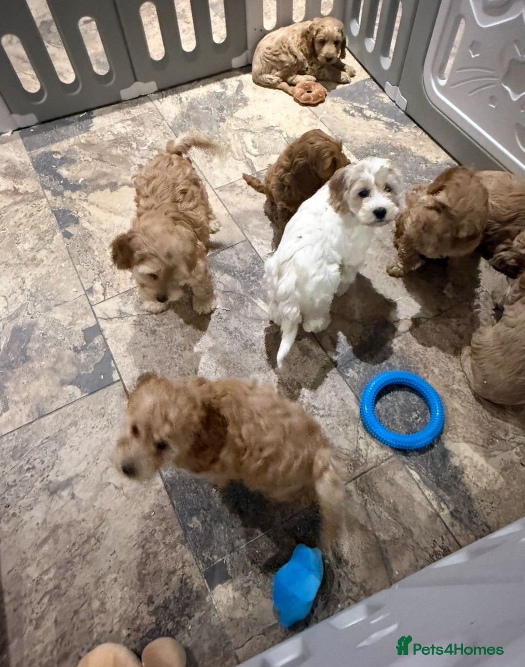 Cockapoo dogs for sale: Quality Cockapoo Puppies - Advert 12