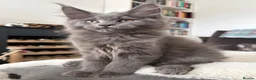 Maine Coon cats for sale: 🐈🐈‍⬛ Russian/European Bloodlines 💕🐱 - Advert 12