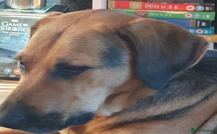 Mixed Breed dogs - Advert 13