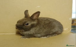 Netherland Dwarf rabbits for sale: Chocolate Netherland Dwarf pet buck for sale - Image 1